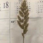 Trisetum paniceum 果実