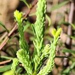 Hypericum ericoides 葉