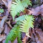 Blechnum spicant Hostoa