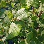 Alnus alnobetula Liść