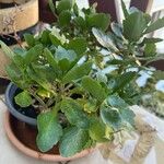 Kalanchoe crenata 葉