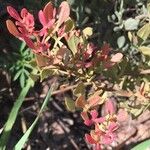Searsia tumulicola 叶