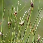 Oreojuncus monanthos Habit