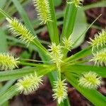 Cyperus hermaphroditus Květ