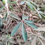 Crotalaria goreensis Leaf