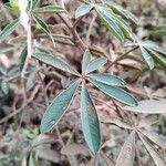 Crotalaria goreensis Blad