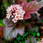 Physocarpus opulifoliusFloare