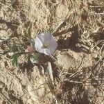 Convolvulus lineatus Flower