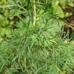 Seseli annuum Blatt