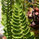 Polystichum scopulinum