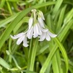 Allium triquetrum Flor