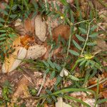 Vicia lutea Blatt