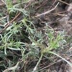 Artemisia campestris Leaf