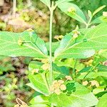 Euonymus americanus Kvet