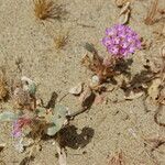 Abronia pogonantha Habit