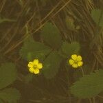 Potentilla canadensis Habit