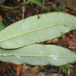 Mabea montana Leaf