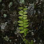 Marcgravia umbellata Hoja