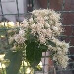 Mikania cordifolia Flower