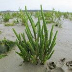 Salicornia procumbens Характер