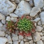 Sedum rubens Hoja