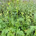 Cirsium oleraceum ശീലം