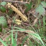 Carex flacca Floro