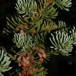 Abies lasiocarpa Квітка