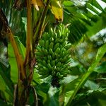 Musa acuminata Fruto