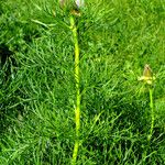 Paeonia tenuifolia Levél