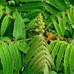 Rhus glabra Hoja