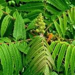 Rhus glabra Fuelha