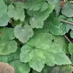 Tiarella cordifolia 葉