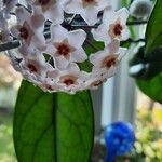Hoya carnosa Blomma