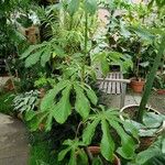 Cecropia palmata Plante entière