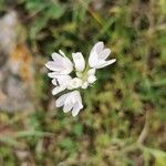 Allium massaessylum Blomma