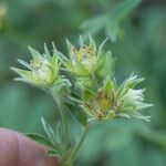 Potentilla valderia Fruit