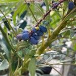 Mahonia fortunei Fruit