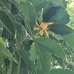 Magnolia champaca Φρούτο