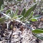 Anthyllis cytisoides Leaf