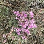 Limonium tuberculatum 花