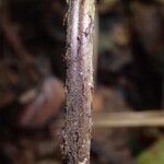 Triplophyllum fraternum Листок