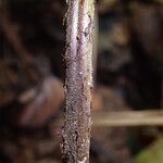 Triplophyllum fraternum Hoja