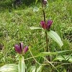 Gentiana pannonica موطن