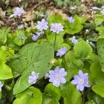 Hepatica nobilisFlower