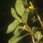 Ludwigia inclinata Floare