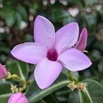 Cryptostegia grandiflora Žiedas