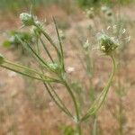 Plantago indica Alkat (teljes növény)