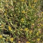 Bupleurum fruticosum Natur