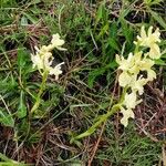 Orchis provincialis Bloem